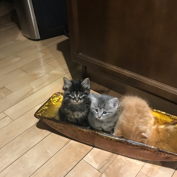 Meet your Posher, D ๐จ๐ฆ - Picture 1 of 1